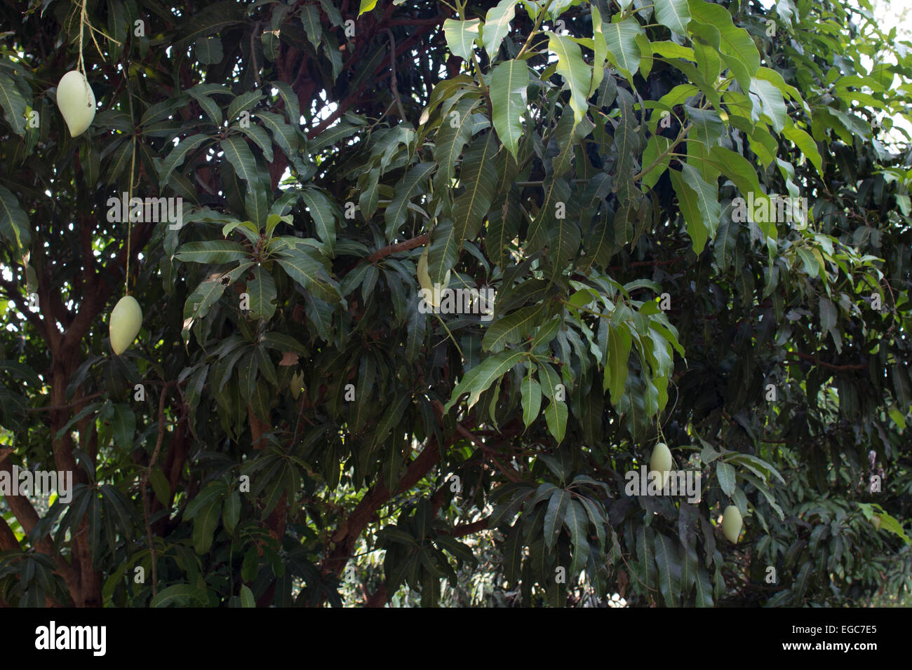 Mango tree=a with mangoes growing in Thailand Stock Photo