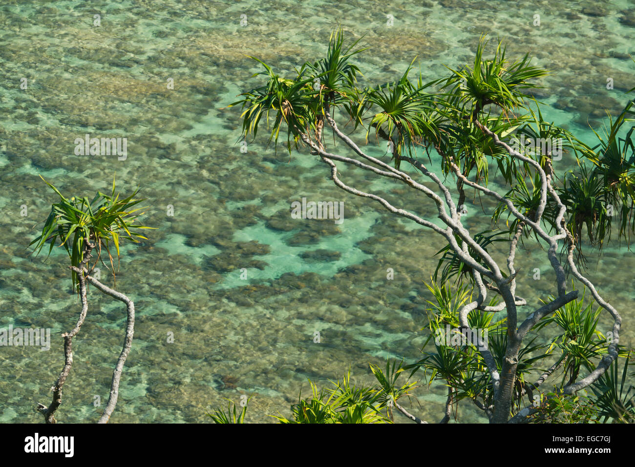Pandanus or Screw-pine trees above coral reef, Hanalei, Kauai, Hawaii Stock Photo