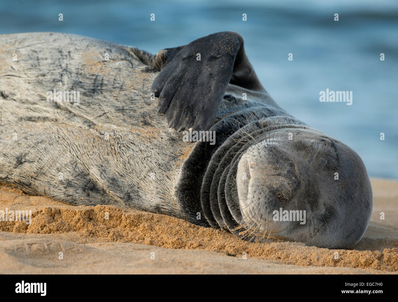 Hawaiian Monk Seal (Monachus schauinslandi), Endangered, Resting on Poipu Beach, Kauai, Hawaii Stock Photo
