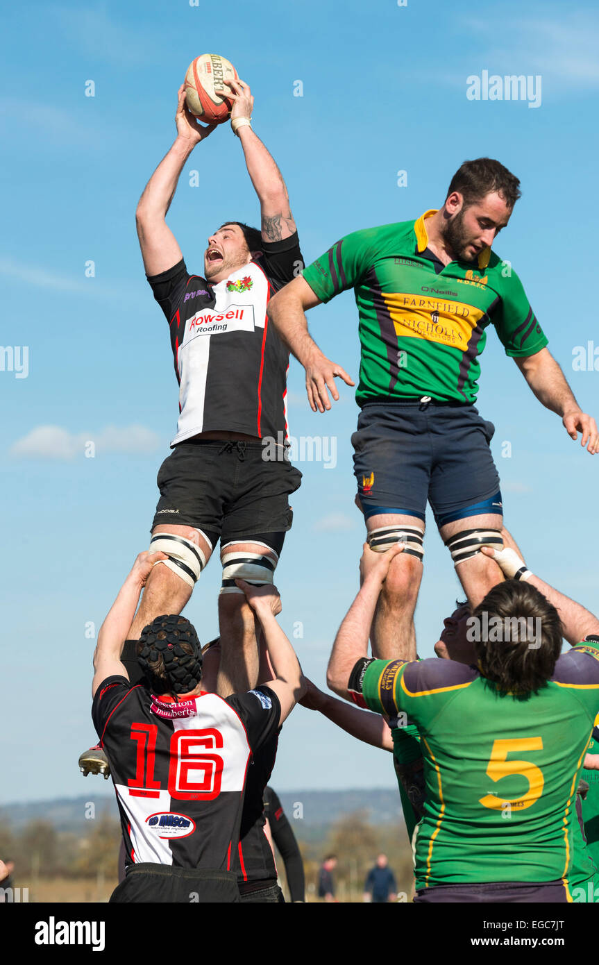 Rugby line out, players in action. Stock Photo