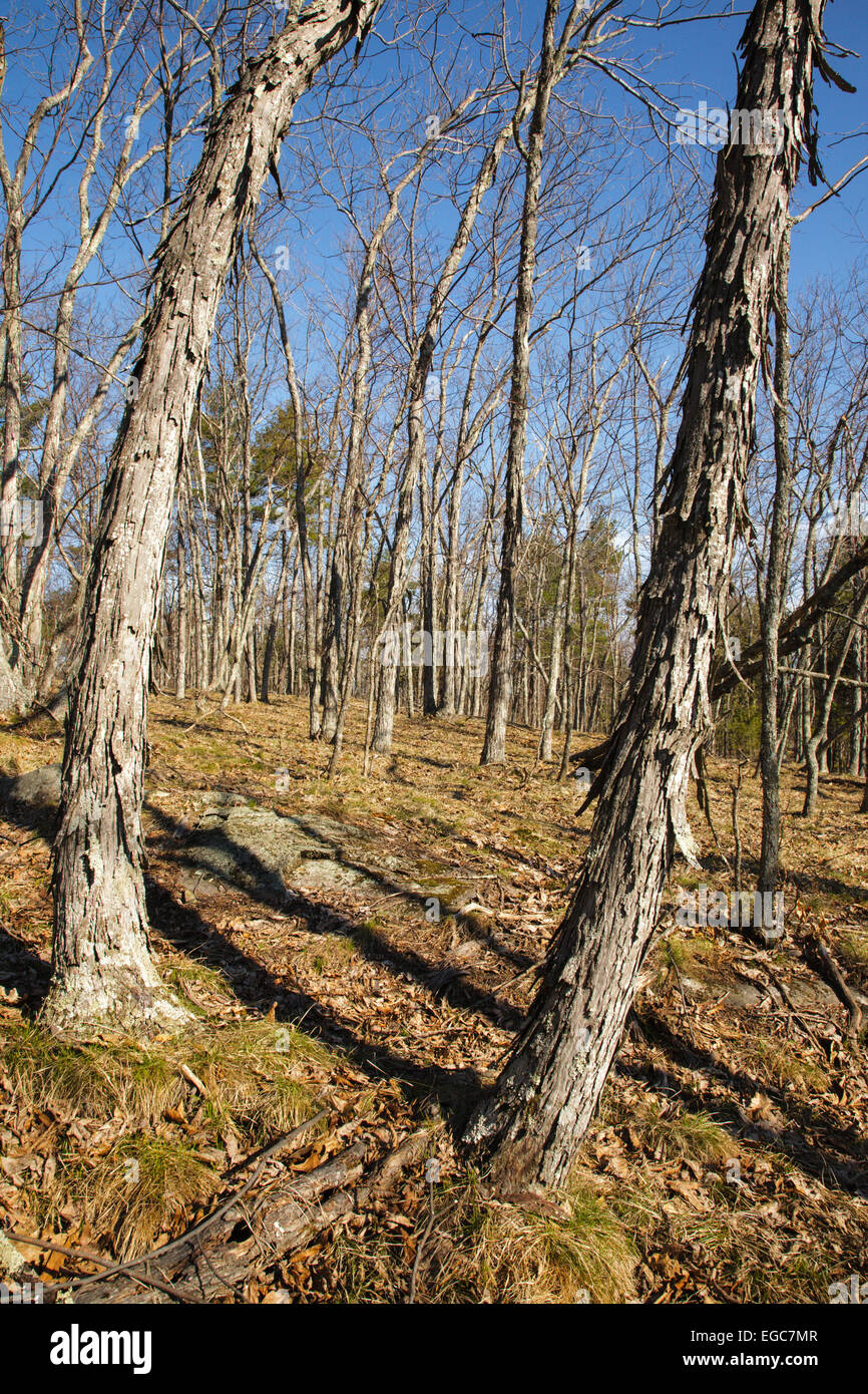 Shagbark Hickory forest during the spring months in Pawtuckaway State Park in Nottingham, New Hampshire USA Stock Photo