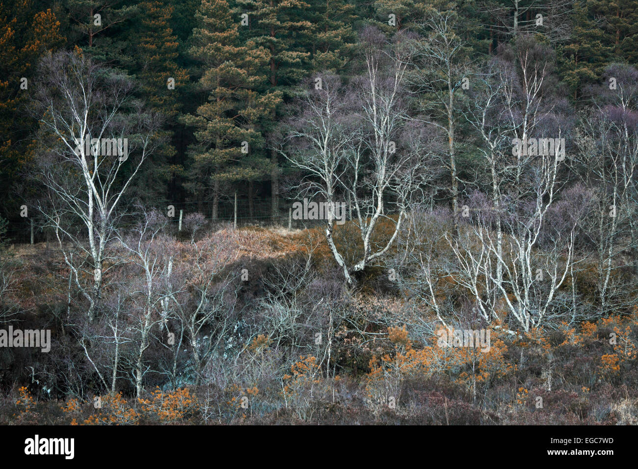 Ghostly tree branches in winter as seen near Glencoe in the Highlands of Scotland Stock Photo
