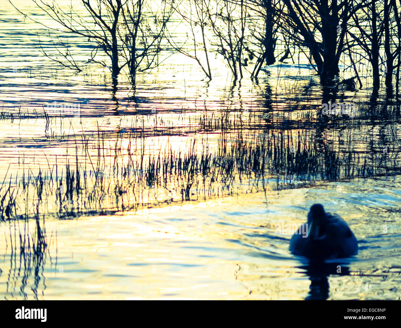 Loch reeds hi-res stock photography and images - Alamy