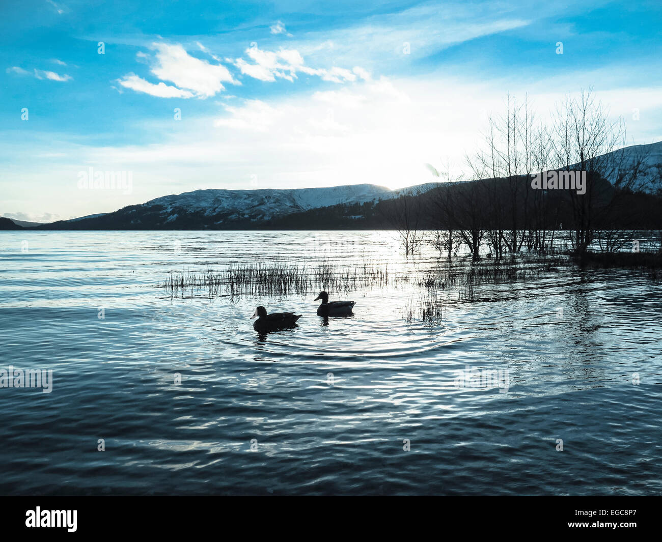 Birds in twilight reflections hi-res stock photography and images - Alamy