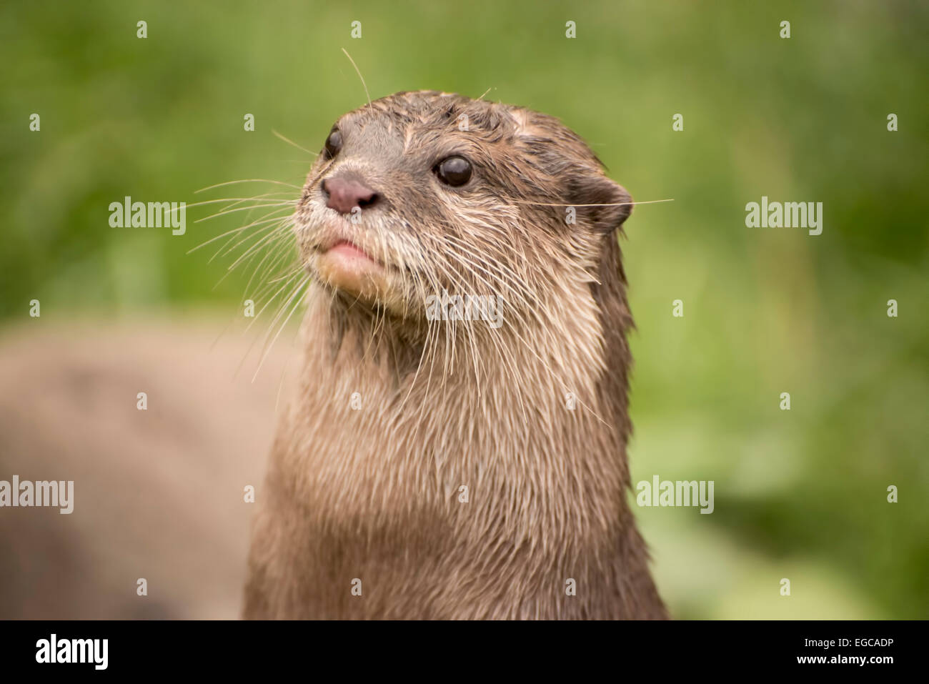 Asiatic otter hi-res stock photography and images - Alamy