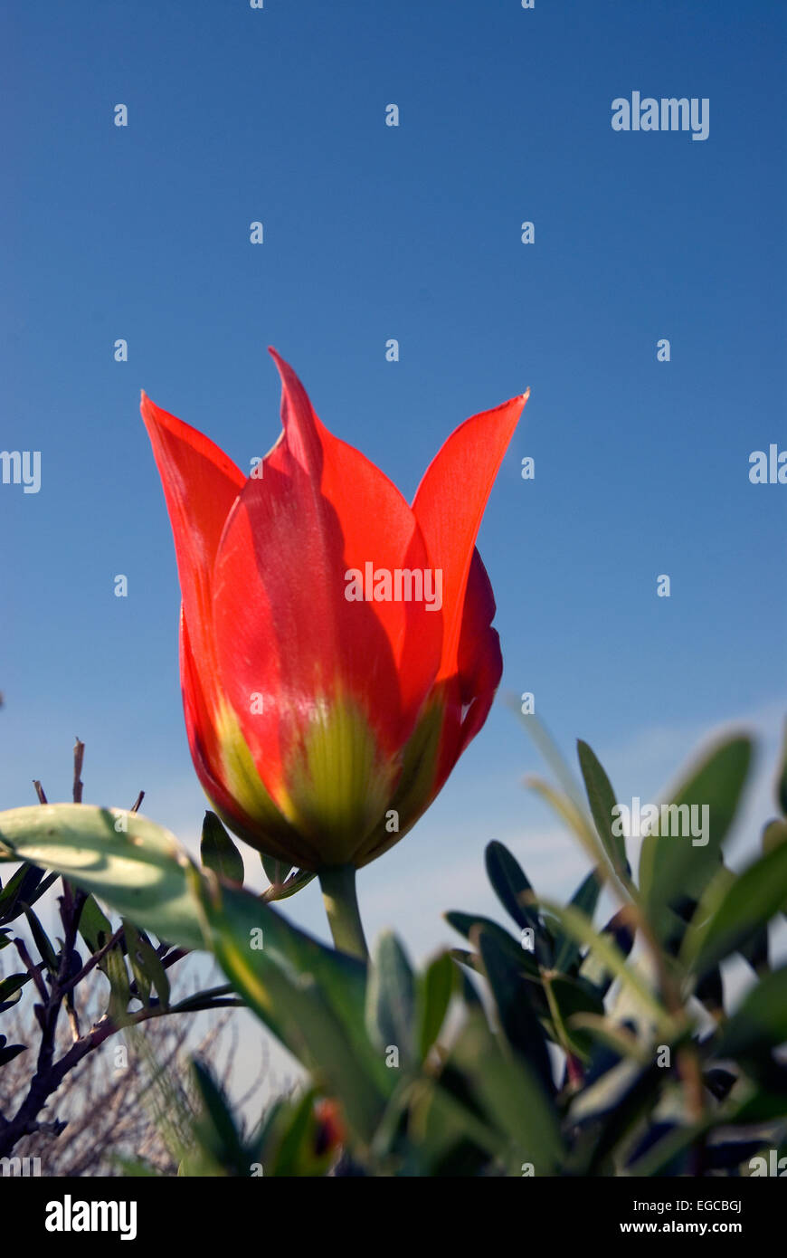 Tulipa agenensis Stock Photo - Alamy
