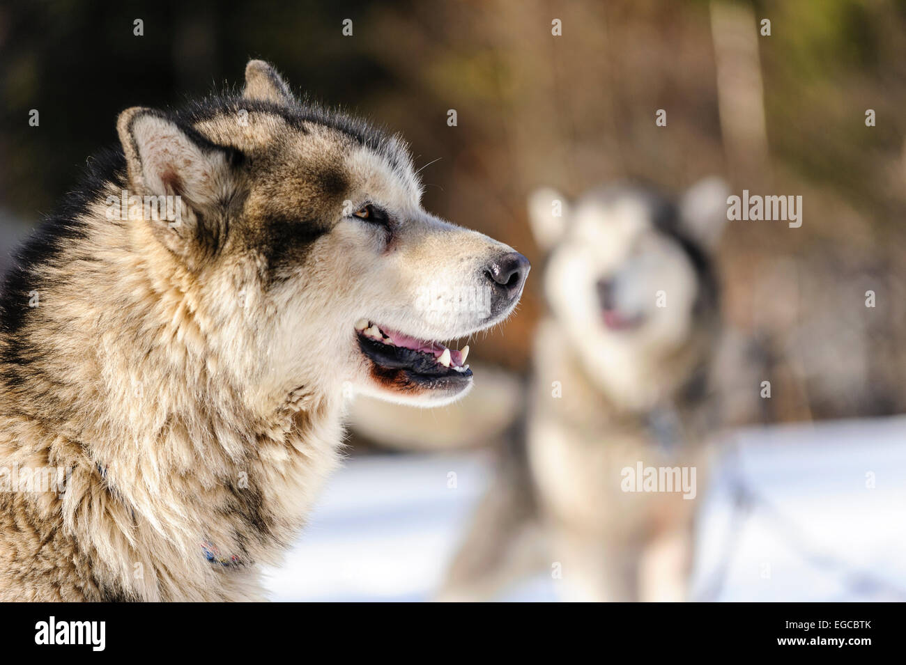 Pure bread alaskan malamute sleddogs at stakeout waiting for the competition start. Stock Photo