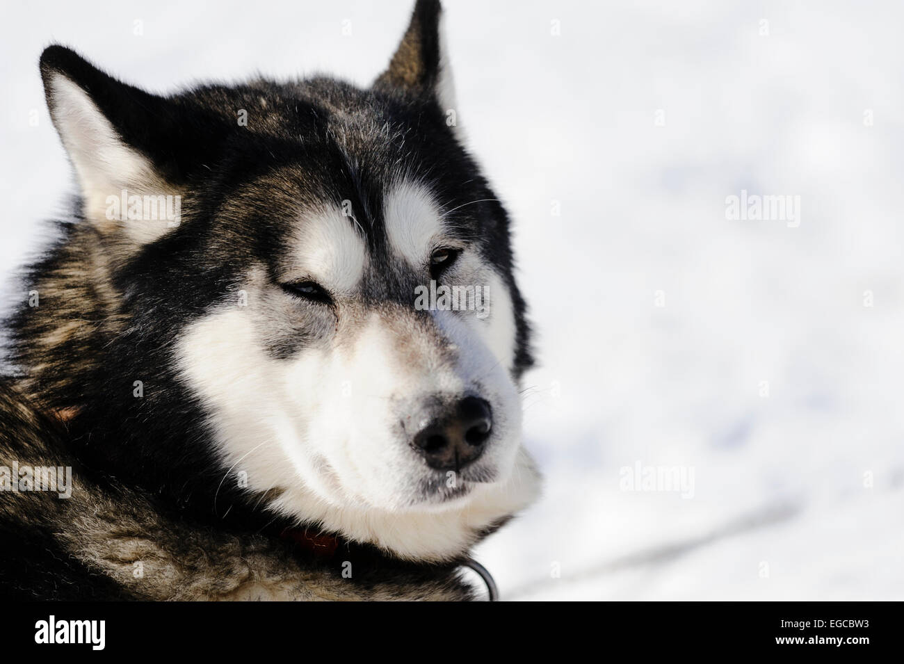 Black white alaskan malamute dog portrait before a sled dog race competition Stock Photo