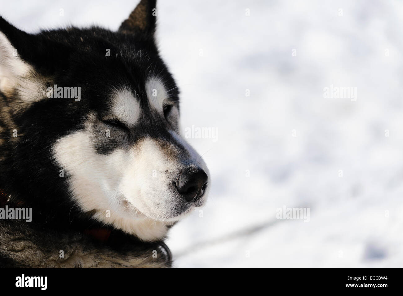 Black white alaskan malamute dog portrait before a sled dog race competition Stock Photo