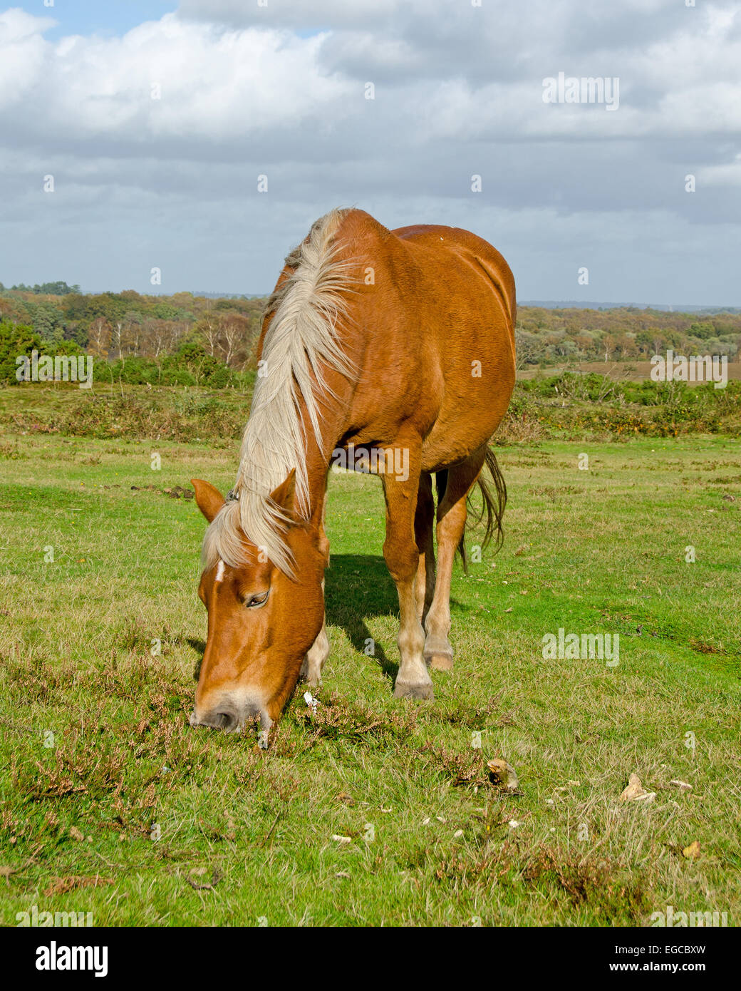 New Forest Pony, grazing near Lyndhurst on a bright autumnal day. Stock Photo