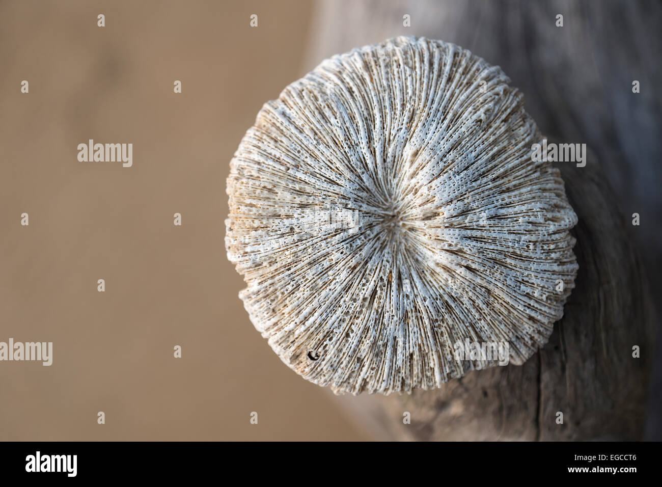 closeup of a dry sea sponge at the beach on a tree Stock Photo