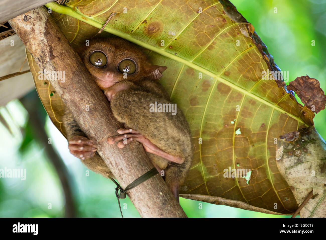 Tarsier on a tree with big leaf in Bohol, Philippines Stock Photo - Alamy