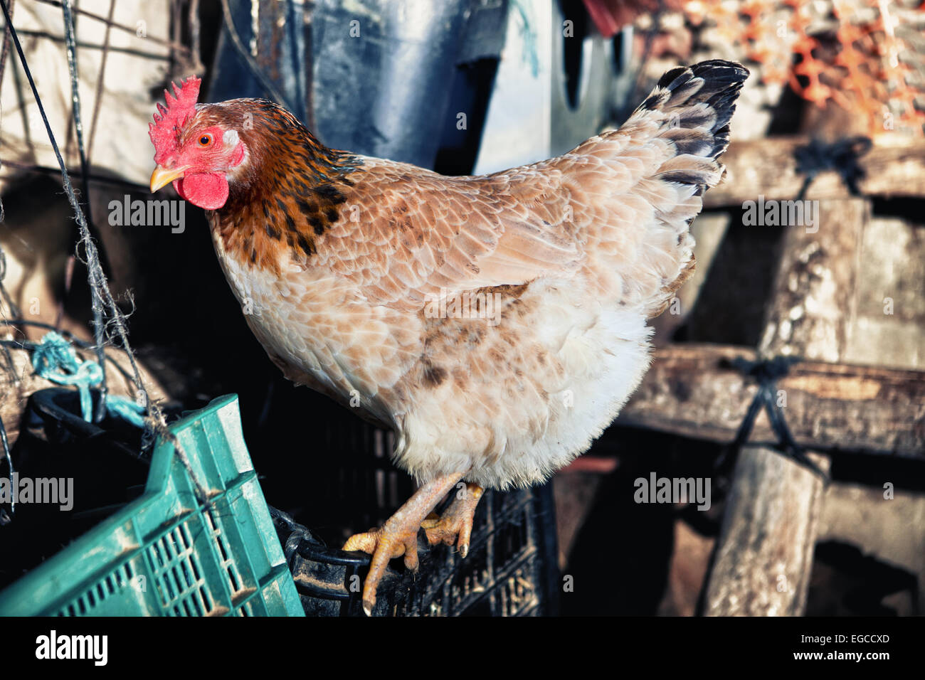 Domestic hen house indoors where chickens have free space for live