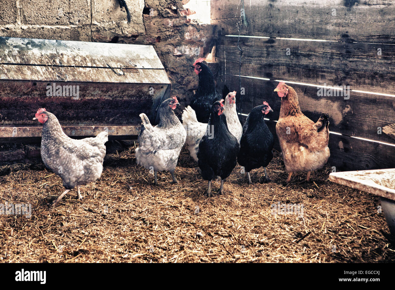Domestic hen house indoors where chickens have free space for live
