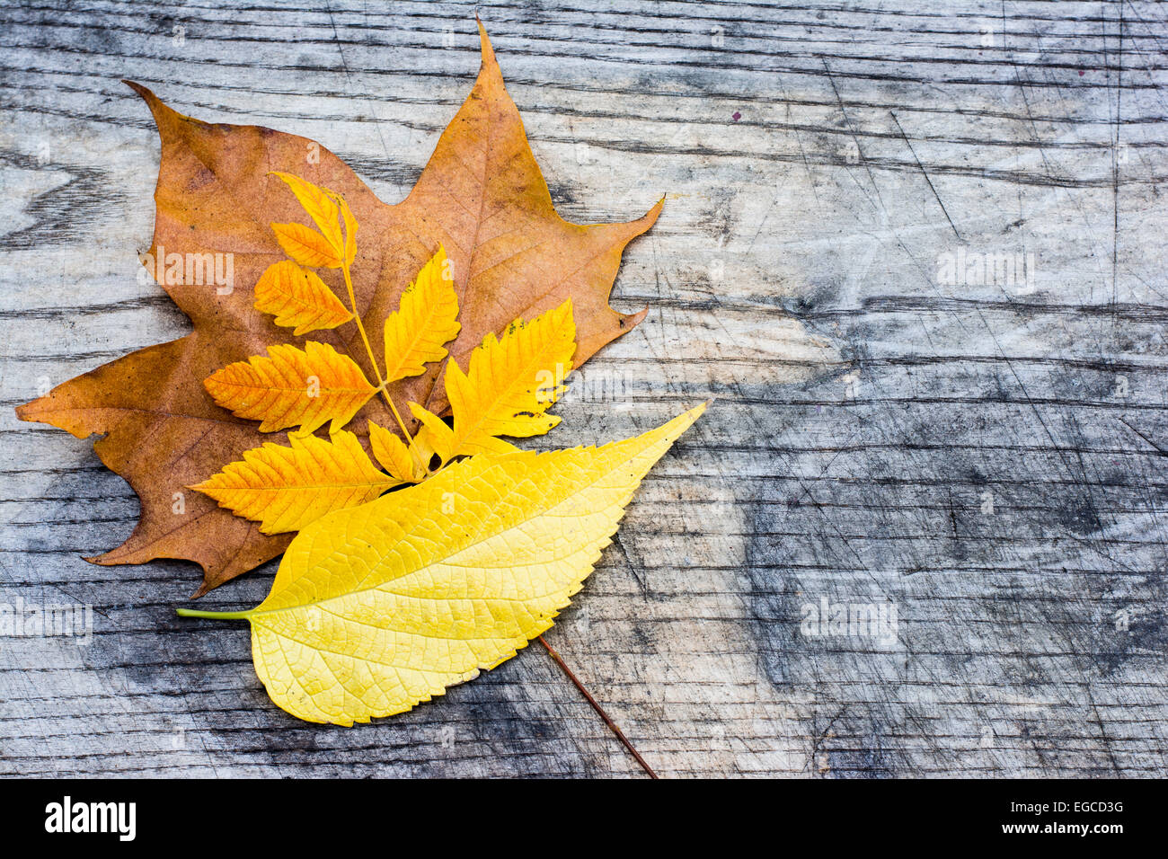 Colorful autumn leaves on a wooden background with copy space Stock ...