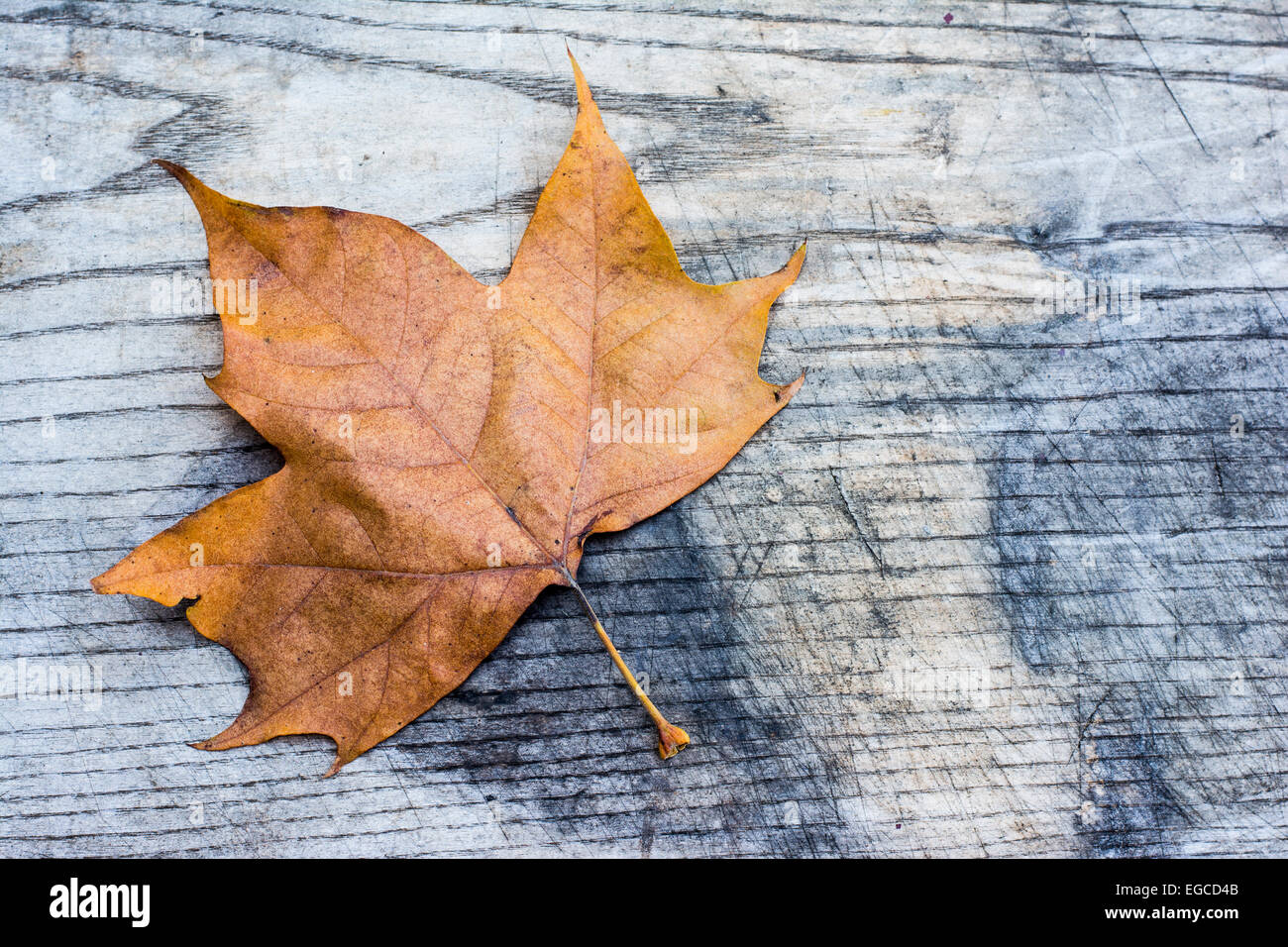 Colorful autumn leaves on a wooden background with copy space Stock ...
