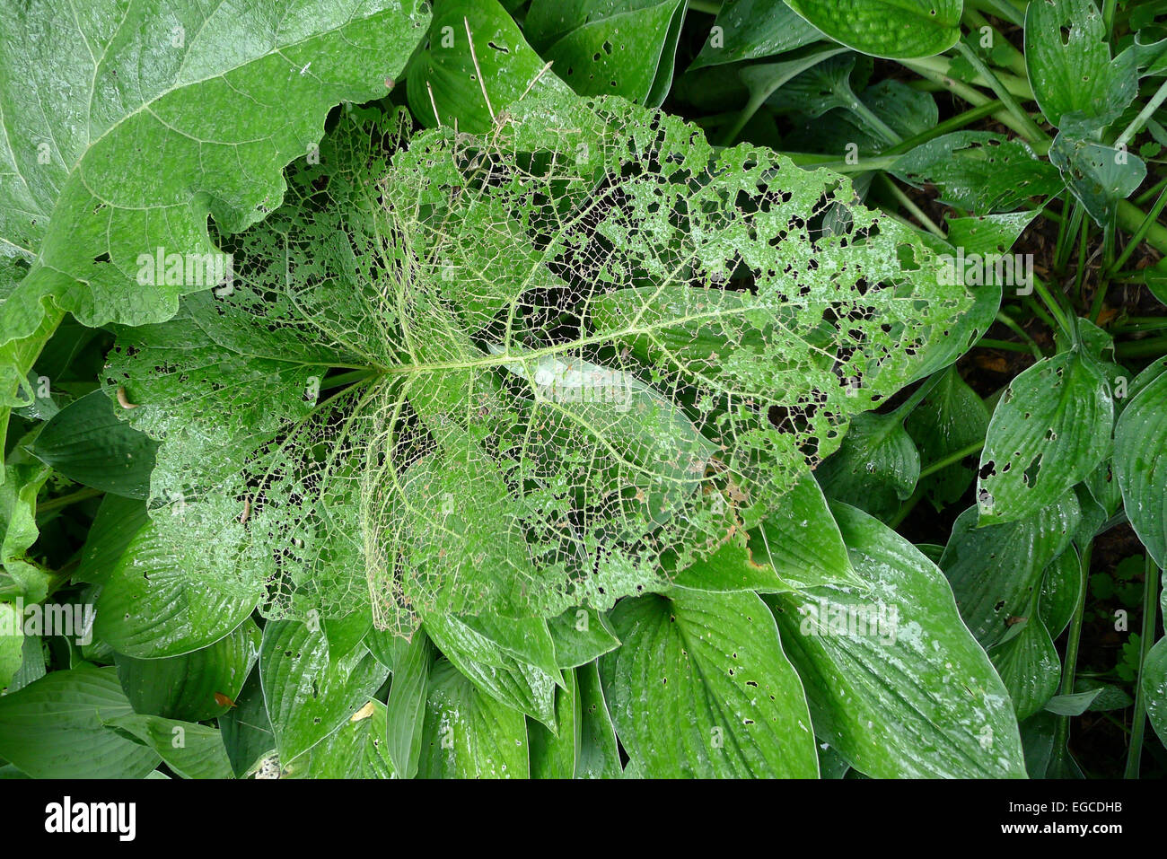 The characteristic tattered and finely skeletonized remains of a leaf that has been damaged Japanese beetles. Stock Photo