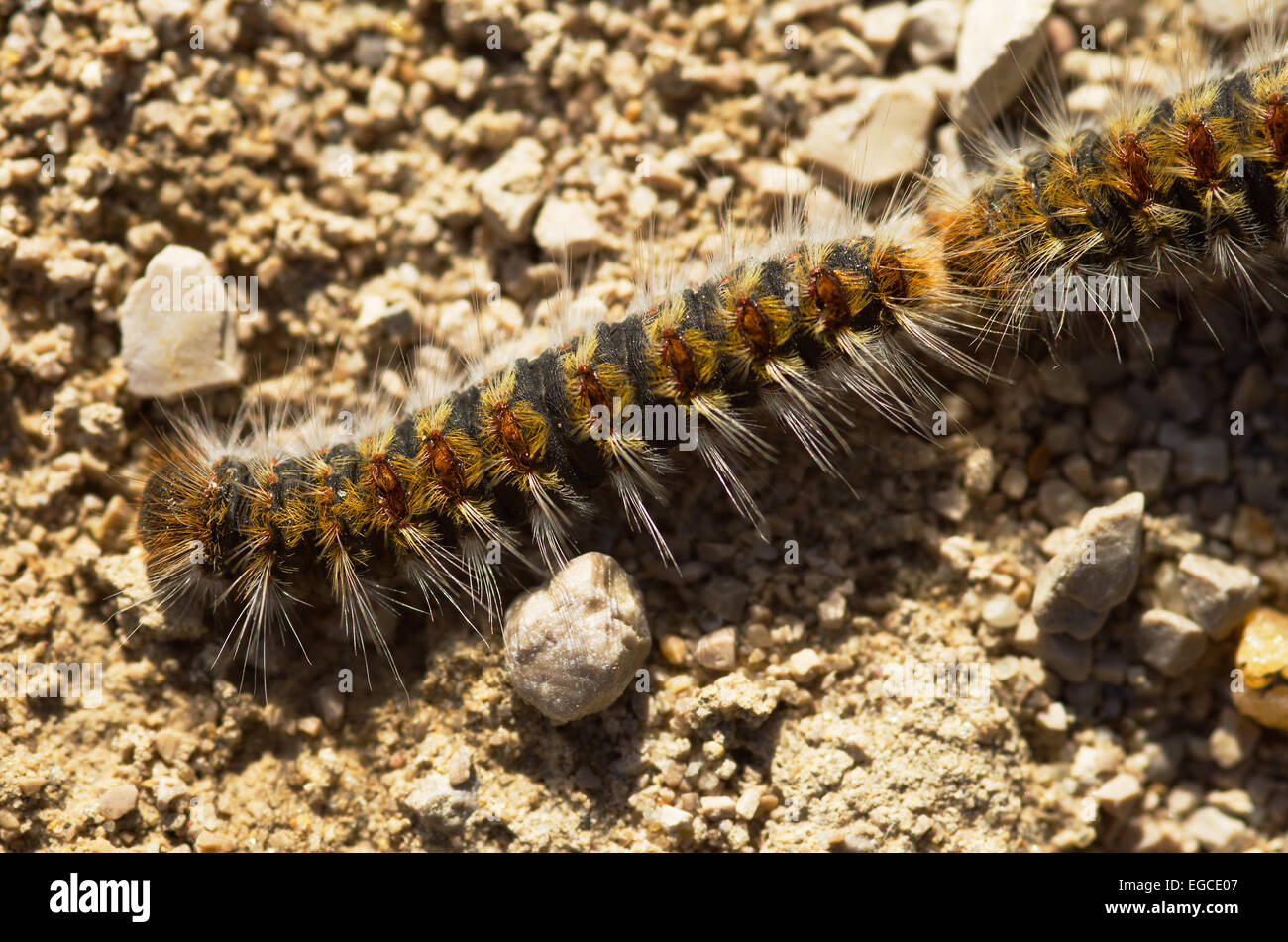 Pine processionary caterpillars Stock Photo Alamy