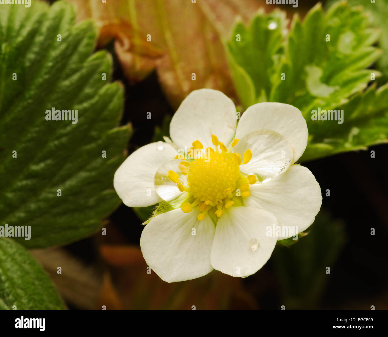 White flower of wild strawberry hi-res stock photography and images - Alamy