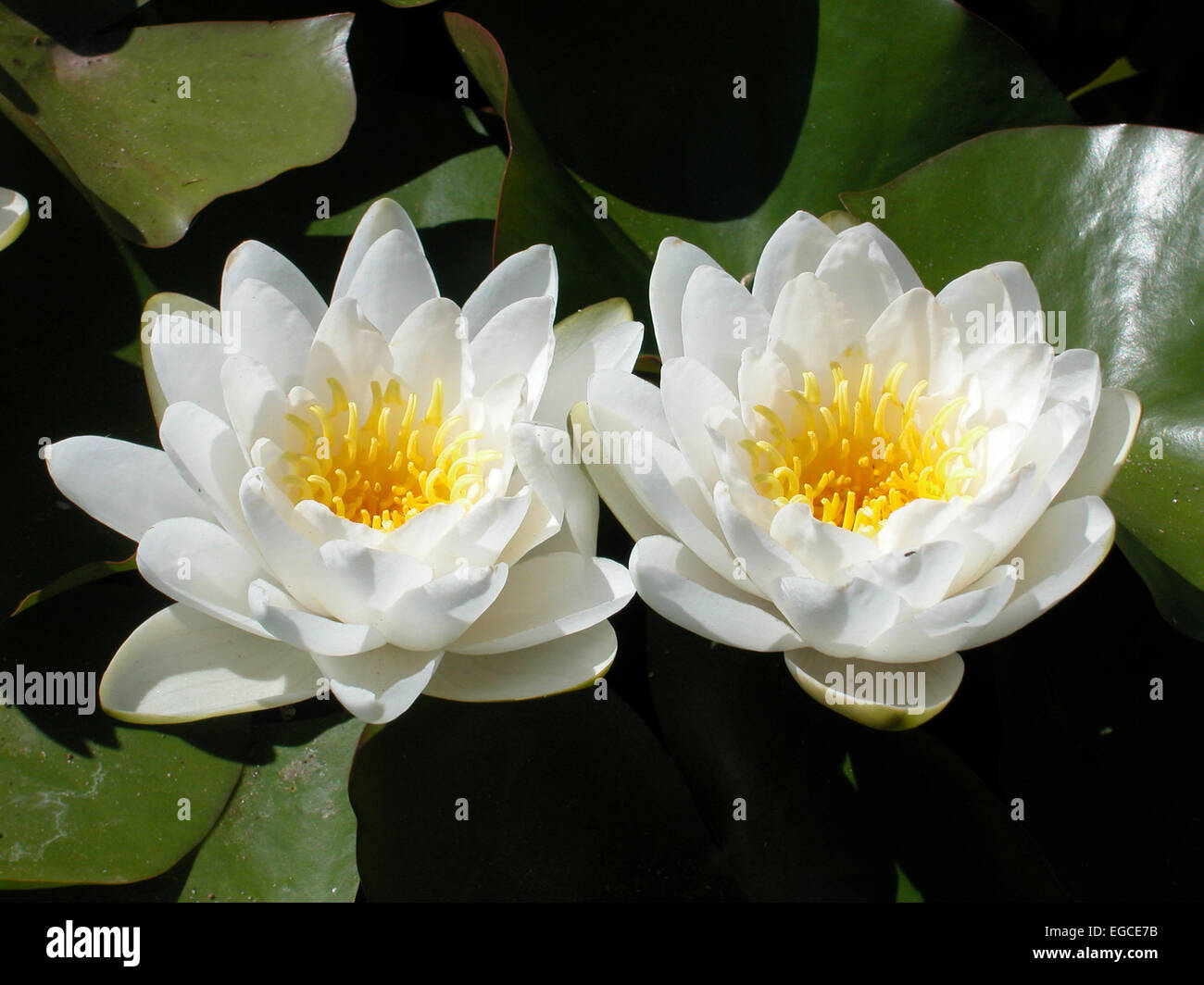 The water lilly belongs to the 'nymphaeaceae' family of flowering plants. Many members of this family are commonly called water Stock Photo