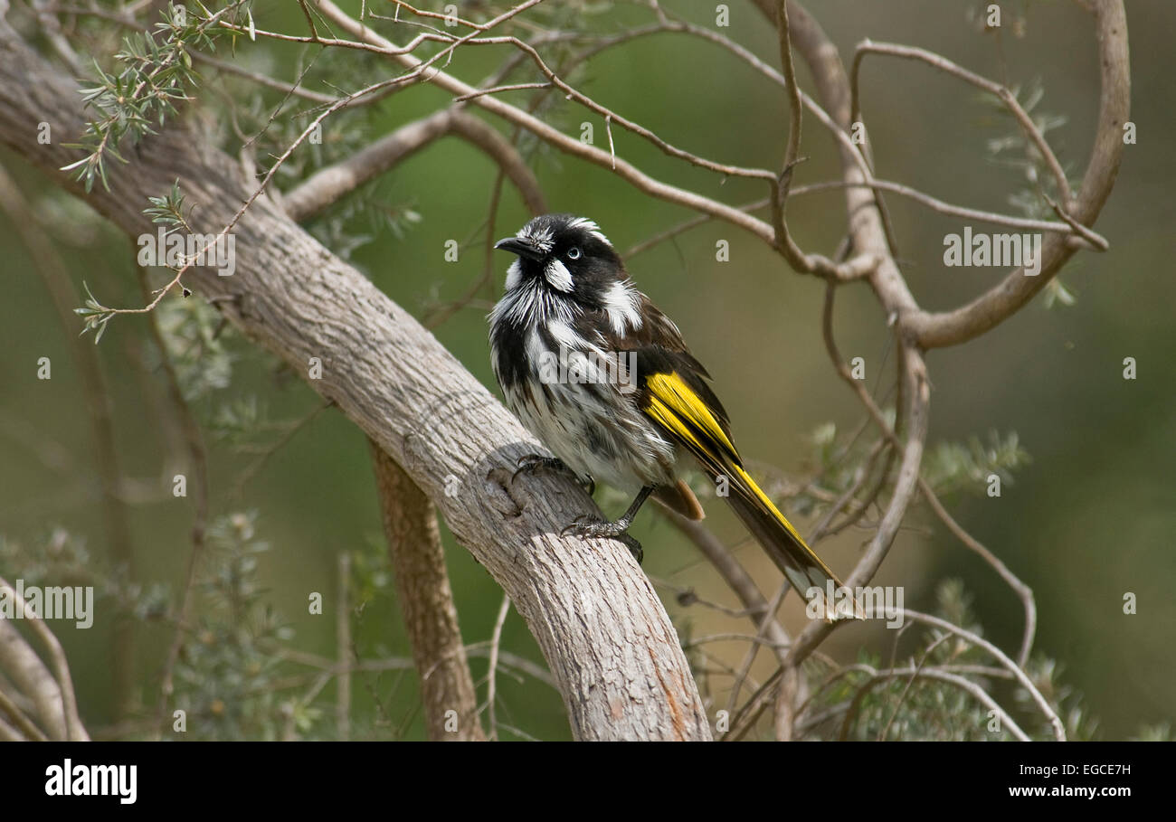New Holland Honeyeater, 'Phylidonyris novaehollandiae'is found commonly throughout southern to eastern Australia, in Western Australia, and Queensland Stock Photo
