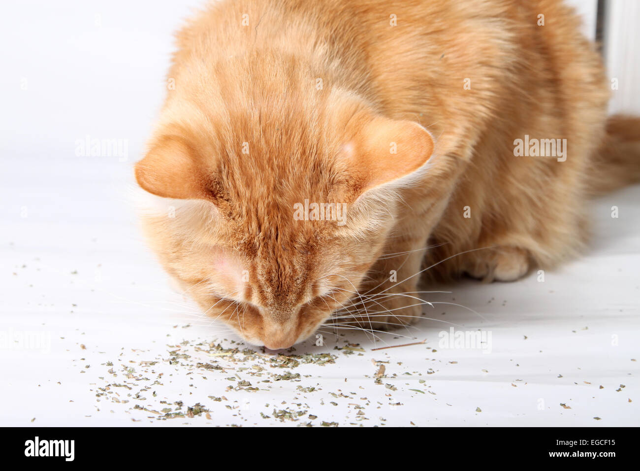 Orange cat eating catnip, a favorite treat of felines Stock Photo