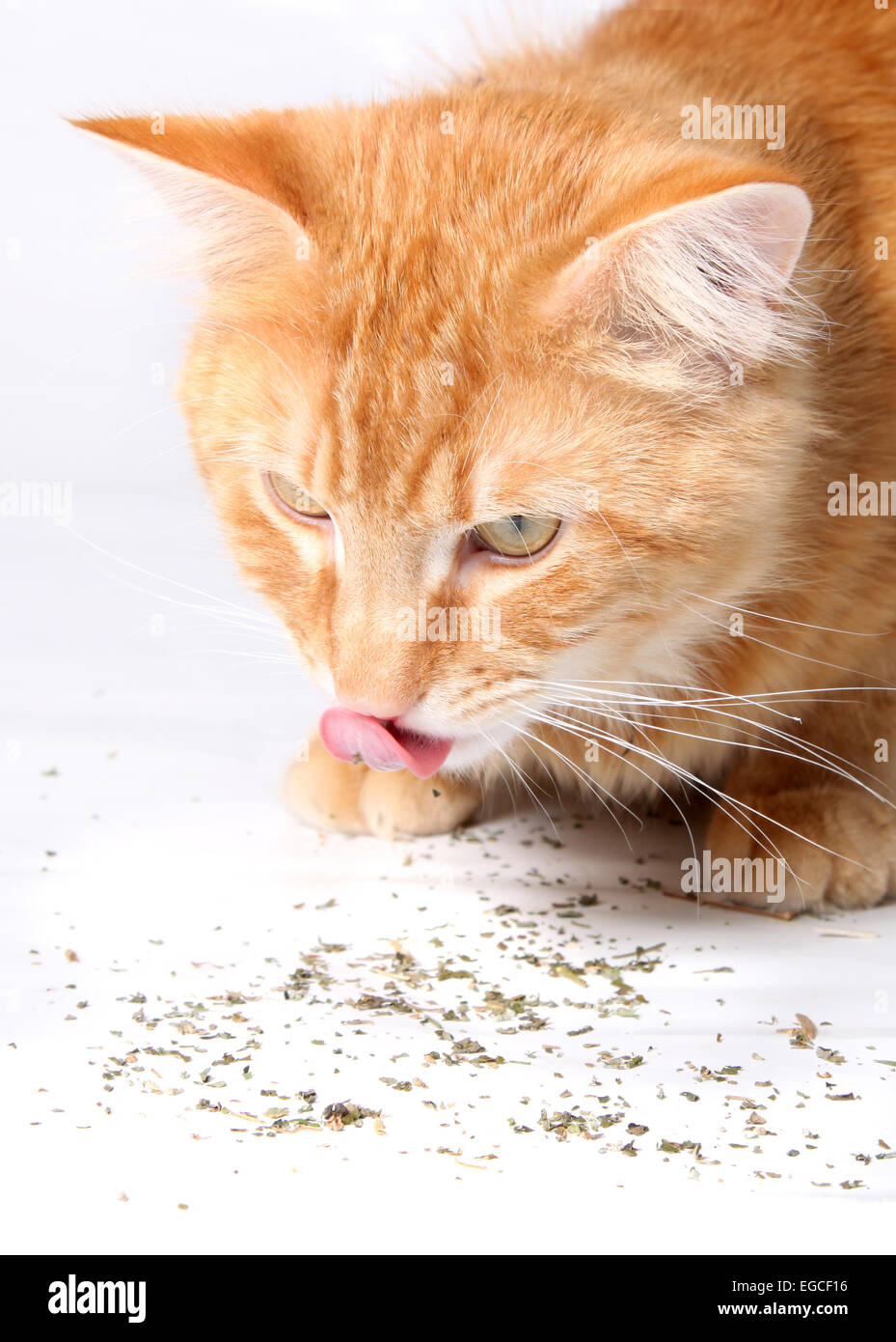Orange cat eating and licking up catnip, a favorite treat of felines Stock Photo