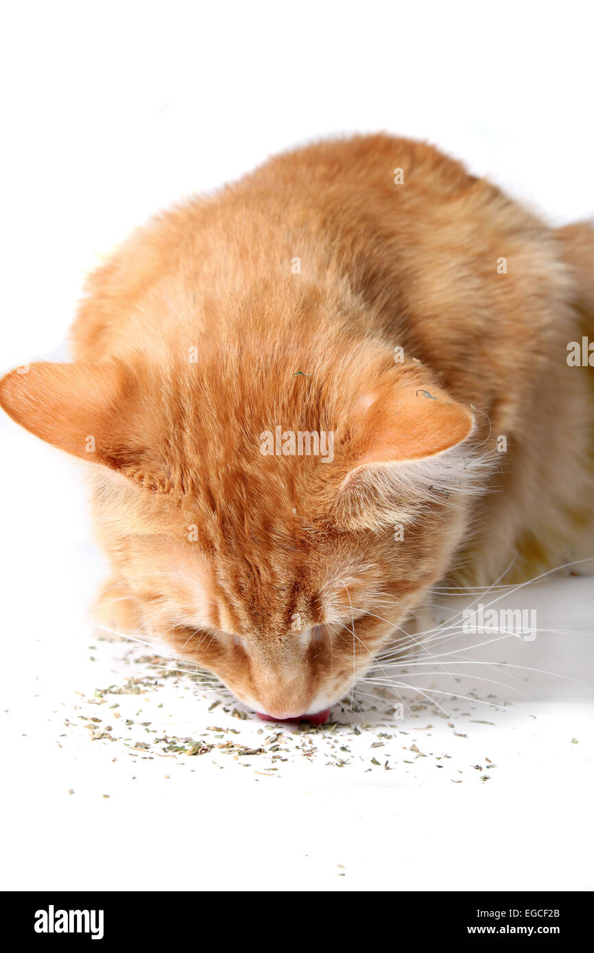 Orange cat eating catnip, a favorite treat of felines Stock Photo