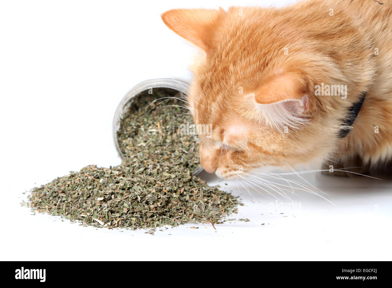 Orange cat smelling dried catnip spilled over from container on white background Stock Photo