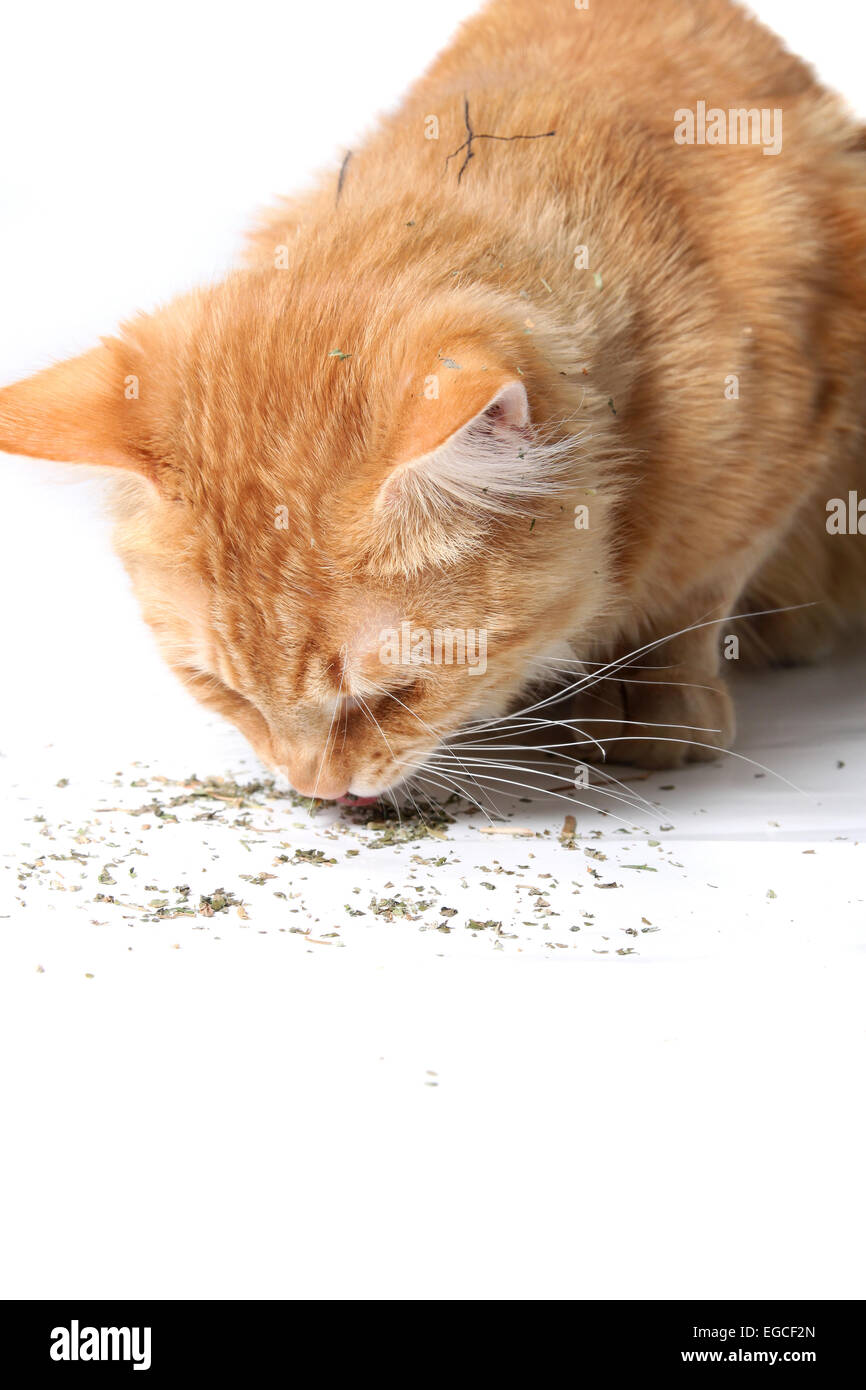 Orange cat eating dried catnip after rolling in it as seen on his fur Stock Photo