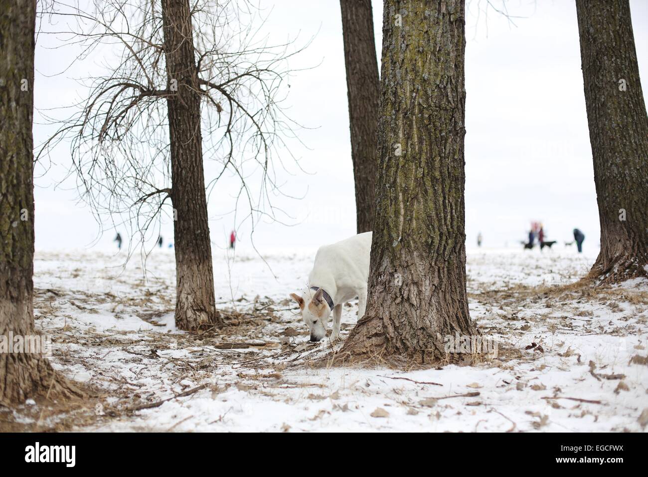 Dog sniffing tree hires stock photography and images Alamy