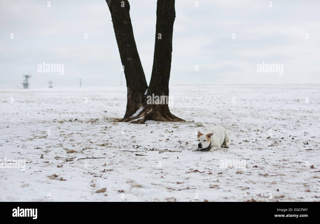 A dog crouching in the snow, ready to pounce. Stock Photo