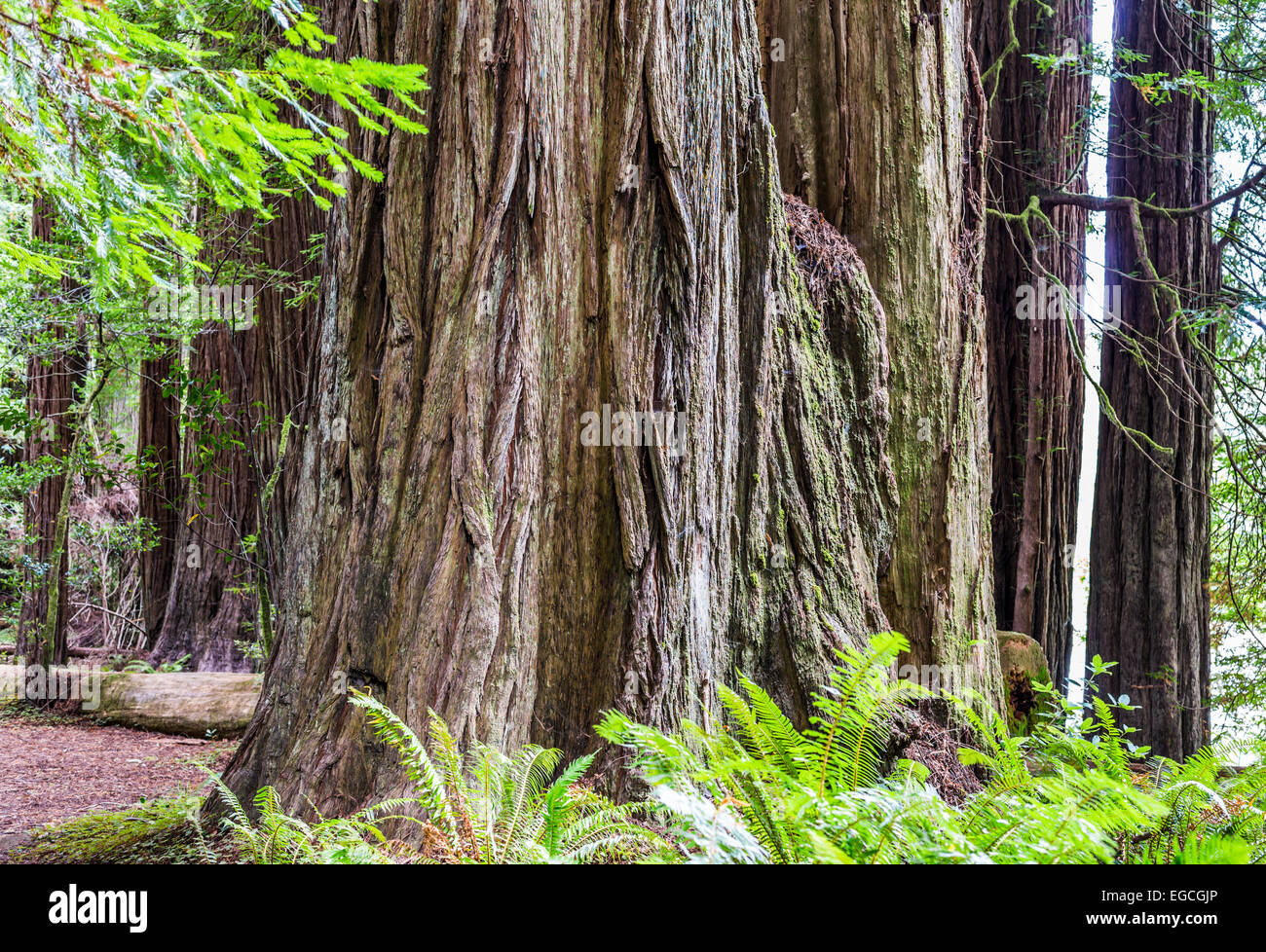 Giant redwood trees. Jedediah Smith Redwoods State Park, California, United States. Stock Photo