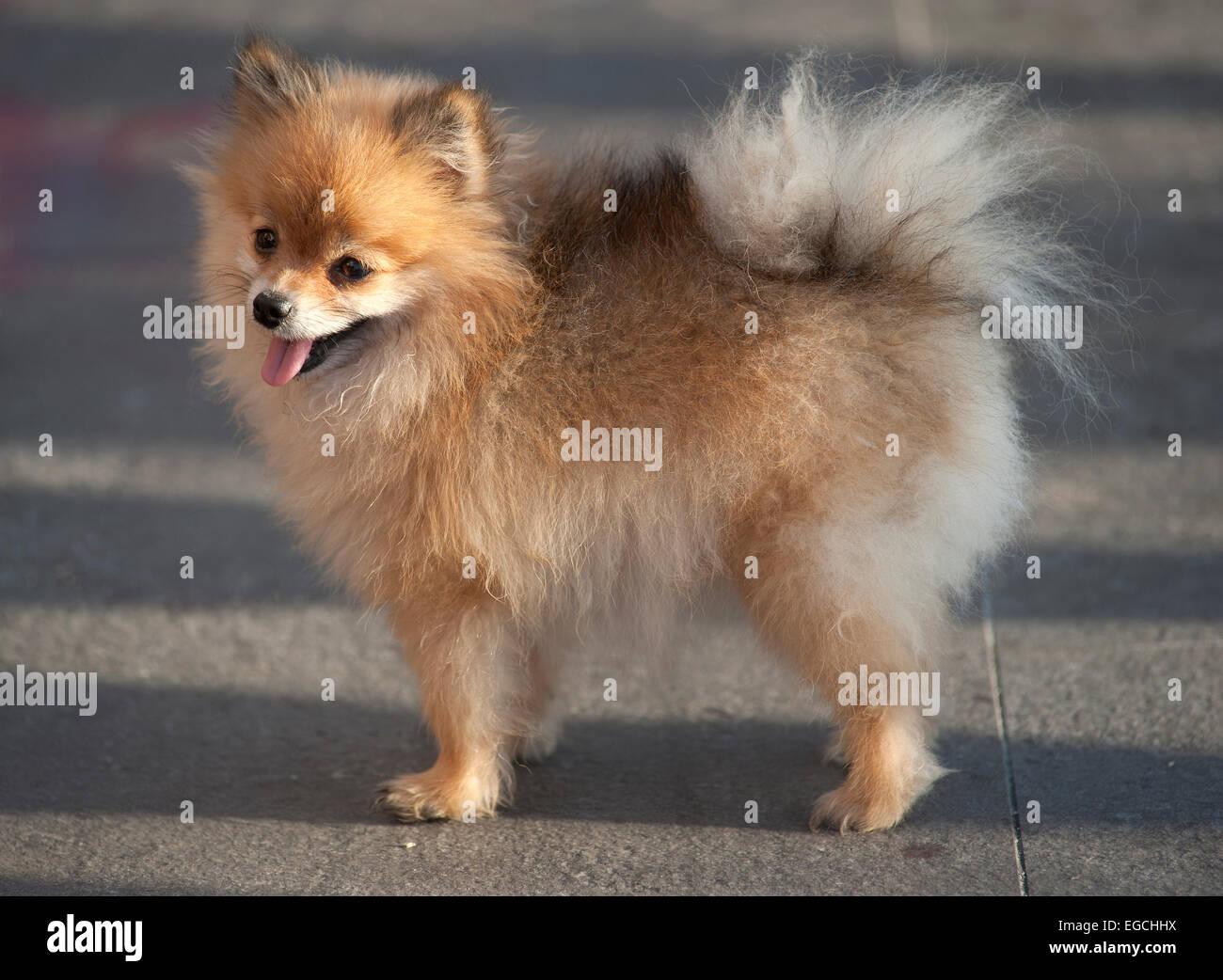 Pomeranian Teacup dog Stock Photo - Alamy