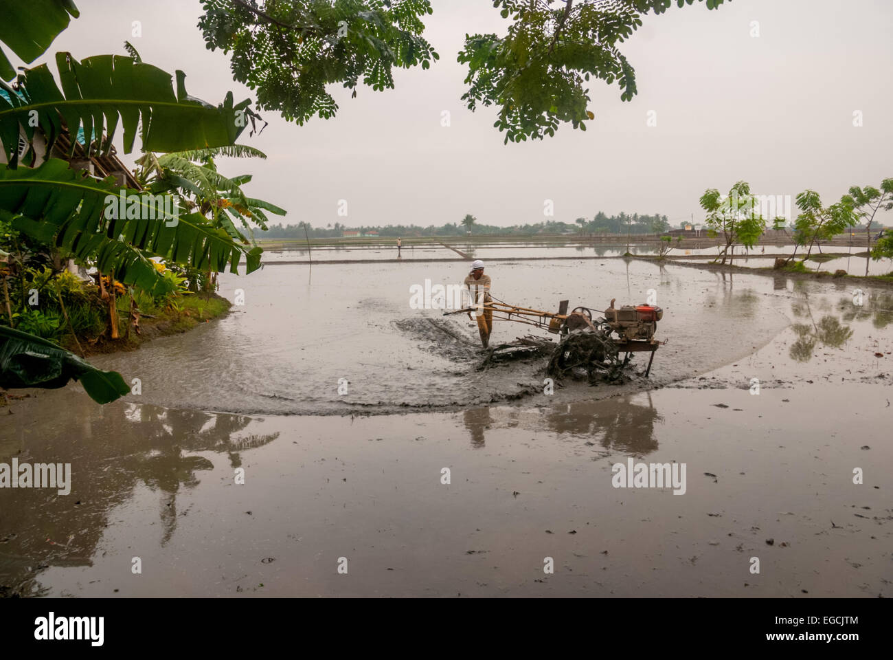 A farmer plowing before sowing, on a rice field flooded by rainwater during rainy season in Karawang, West Java, Indonesia. Stock Photo