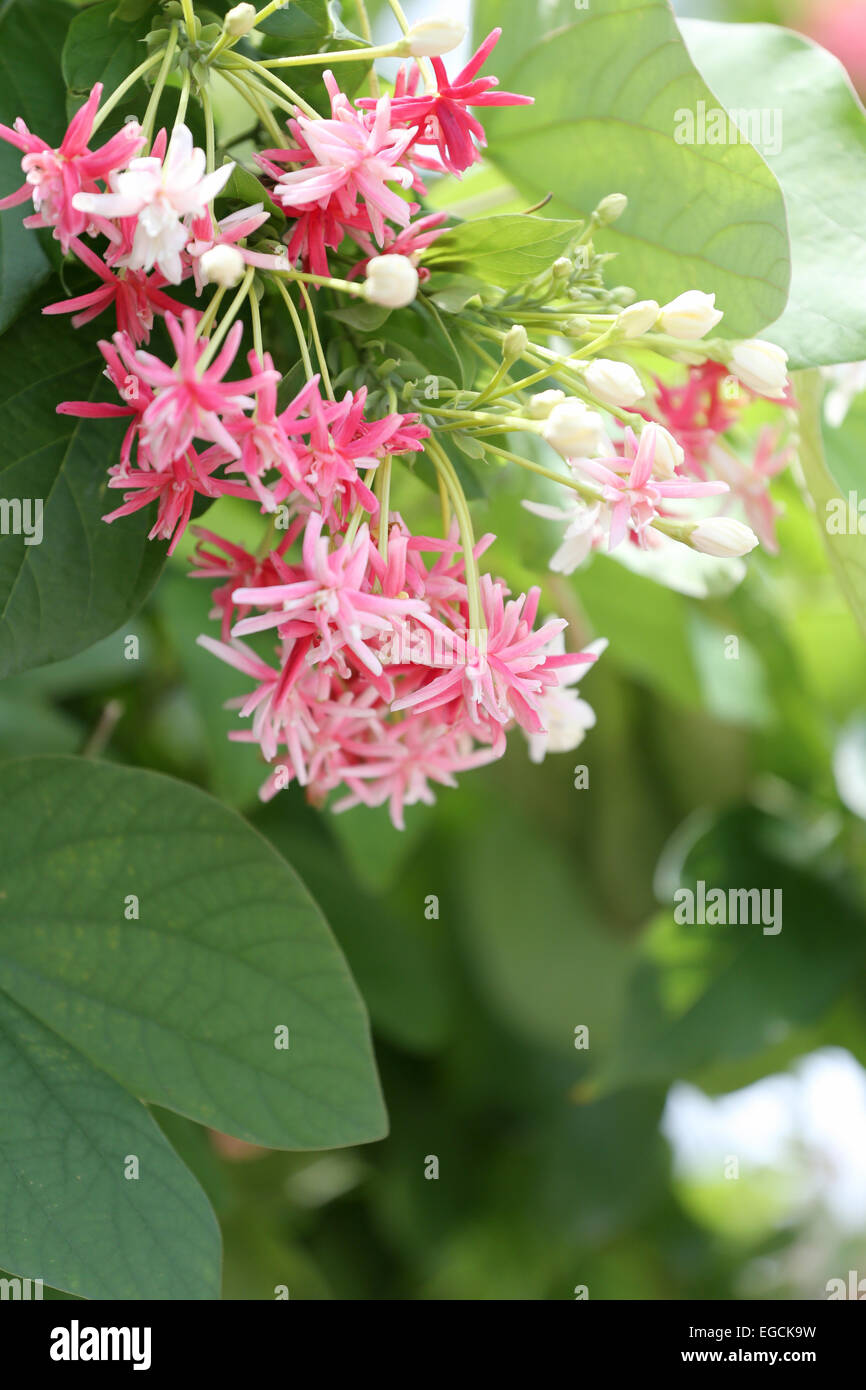 Drunen sailor or rangoon creeper flower in garden. Stock Photo