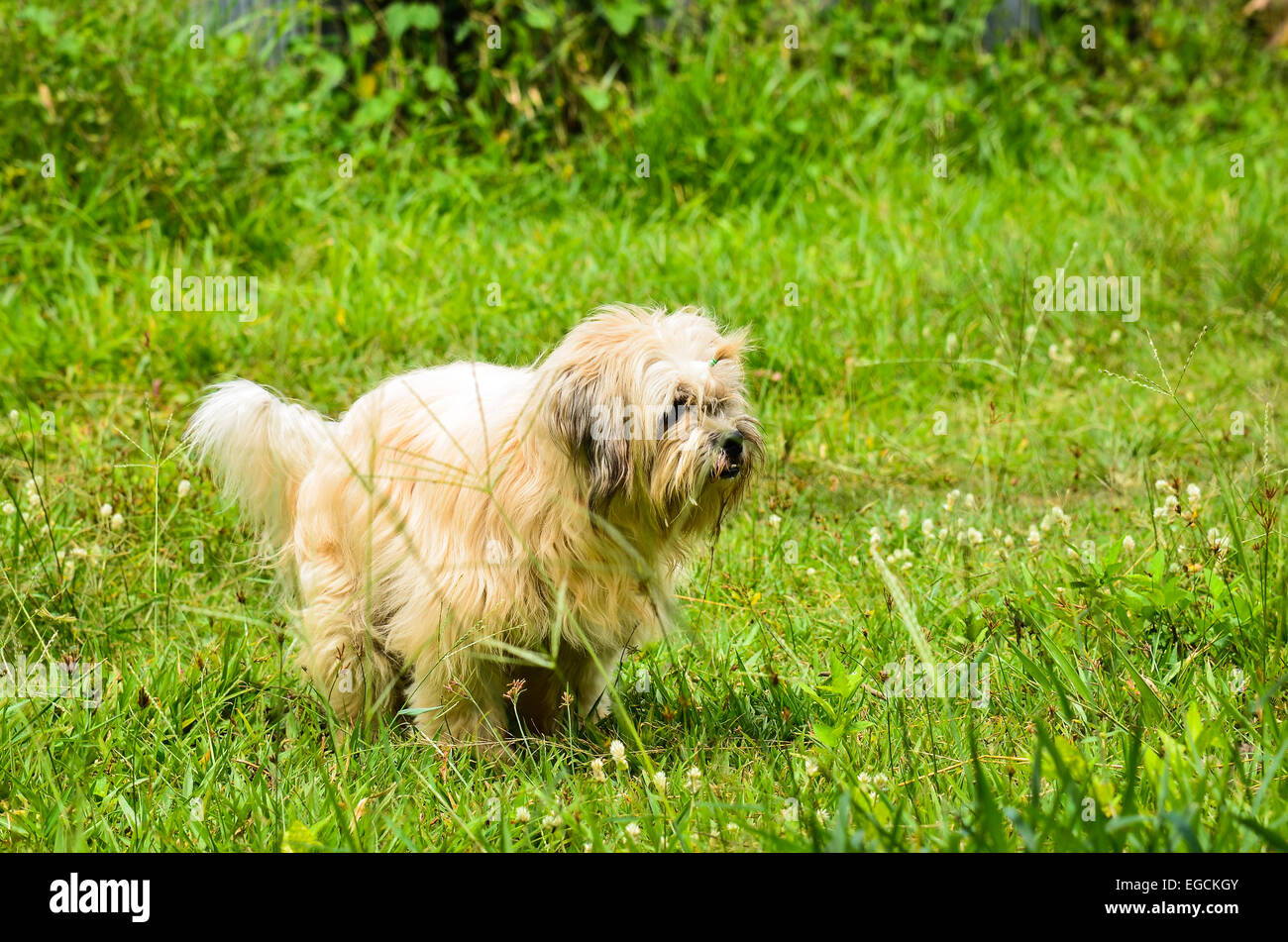 Dog in the grass Stock Photo - Alamy