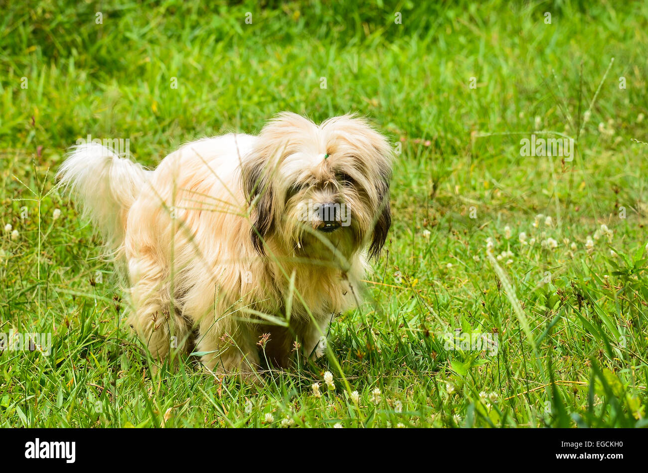 Dog in the grass Stock Photo - Alamy