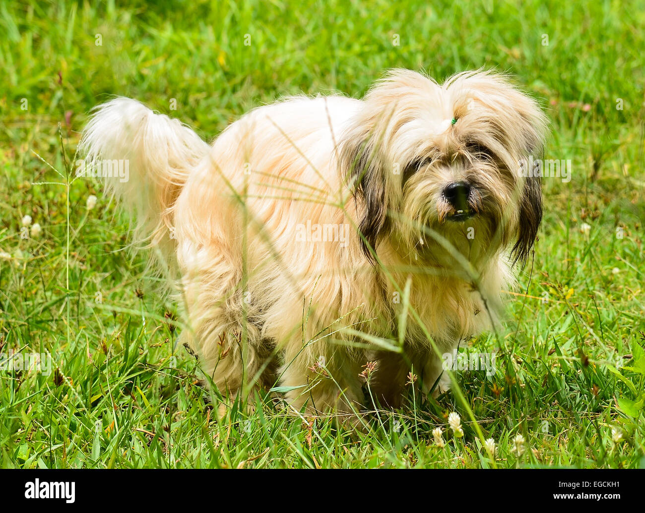 Dog in the grass Stock Photo - Alamy