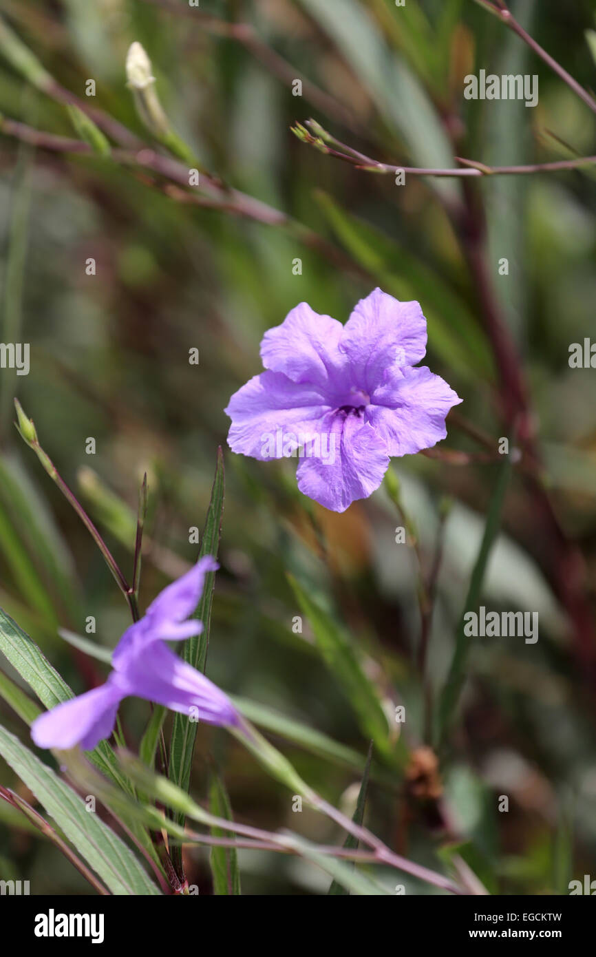 Purple flowers in the garden Stock Photo - Alamy