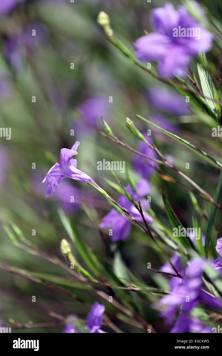 Purple flowers in the garden Stock Photo - Alamy