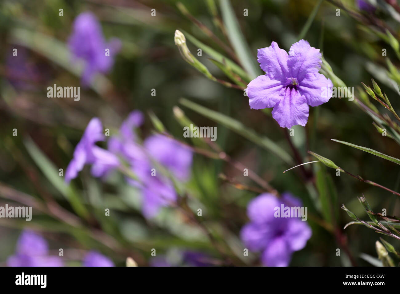 Purple flowers in the garden Stock Photo - Alamy