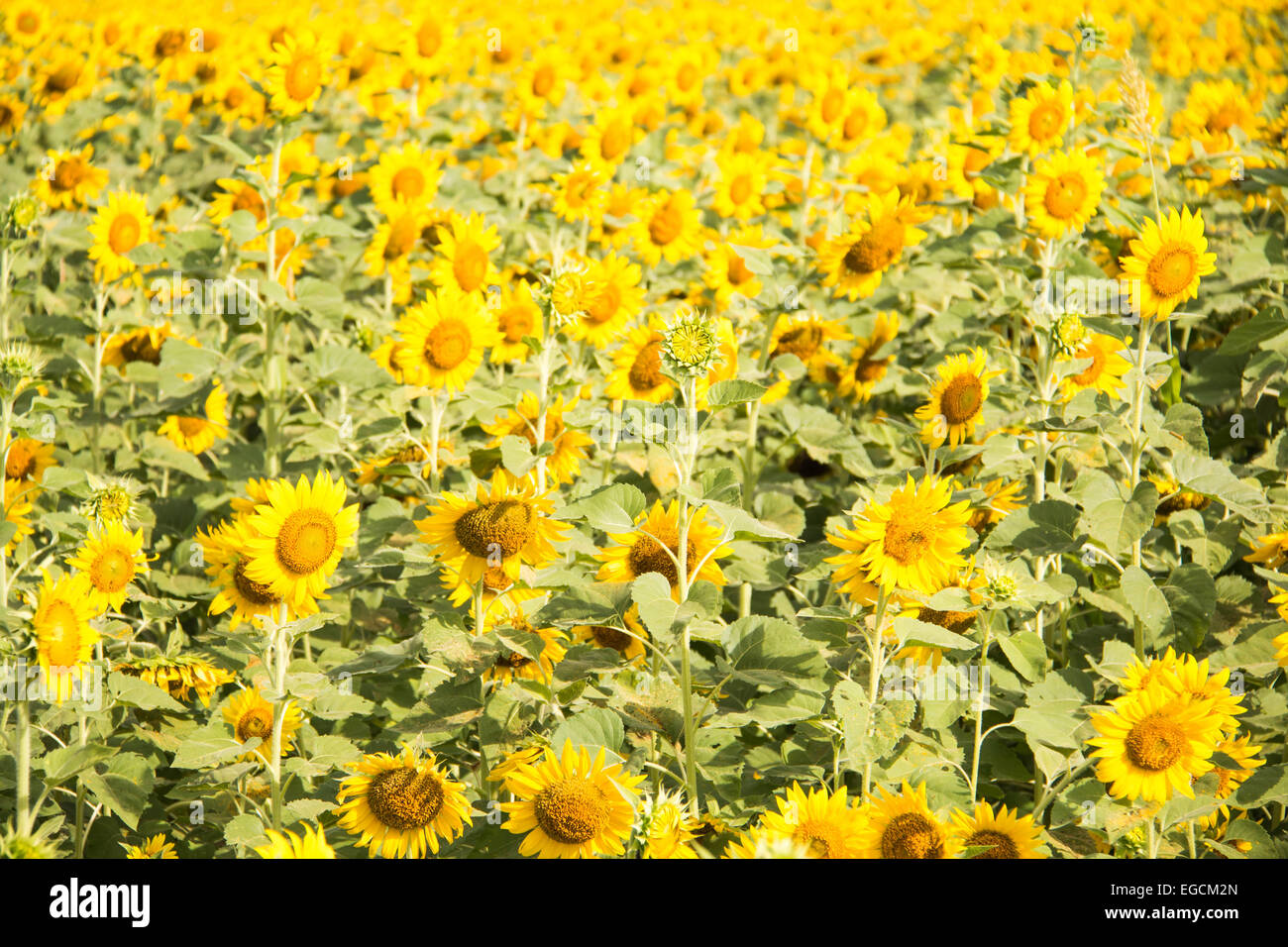 A solitary flower outstanding in a sunflower field Stock Photo Alamy