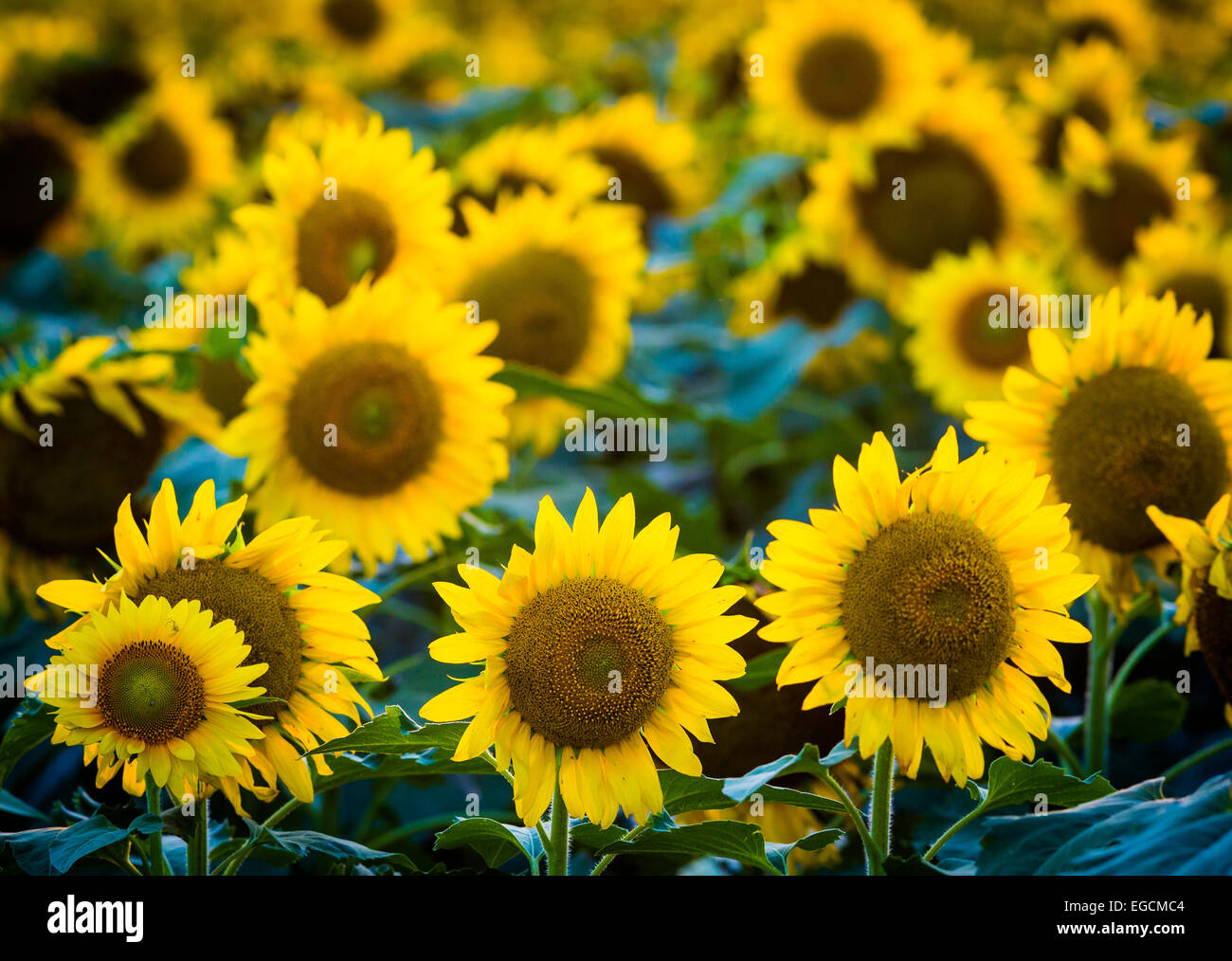 Sunflowers in Waxahachie in northern Texas Stock Photo Alamy