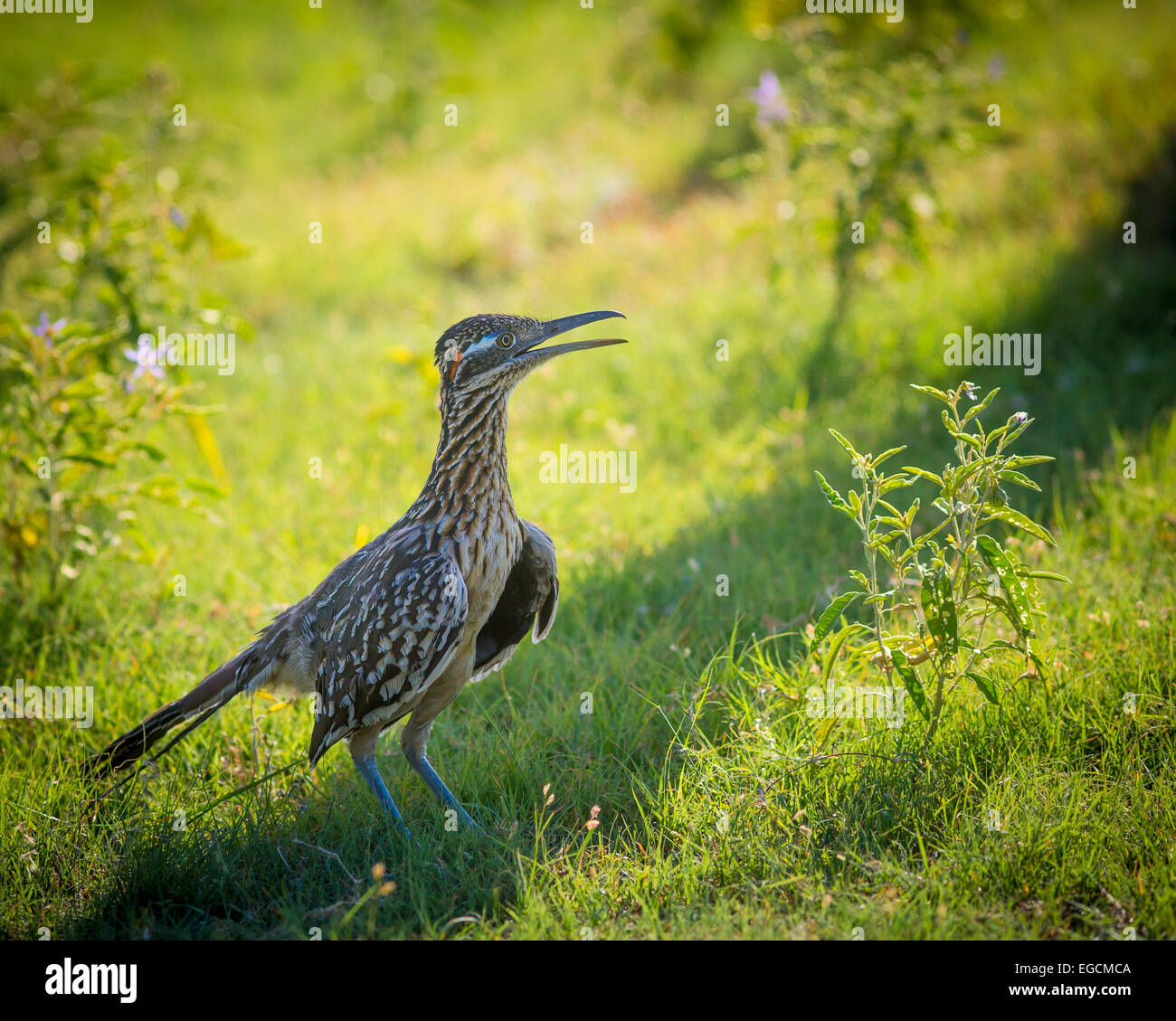 The roadrunner, also known as a chaparral bird and a chaparral cock, is