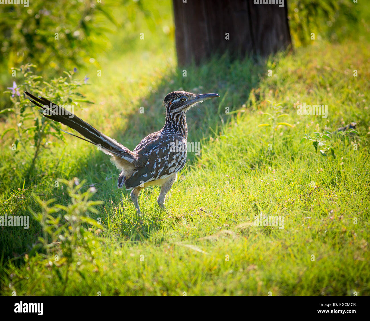 The roadrunner, also known as a chaparral bird and a chaparral