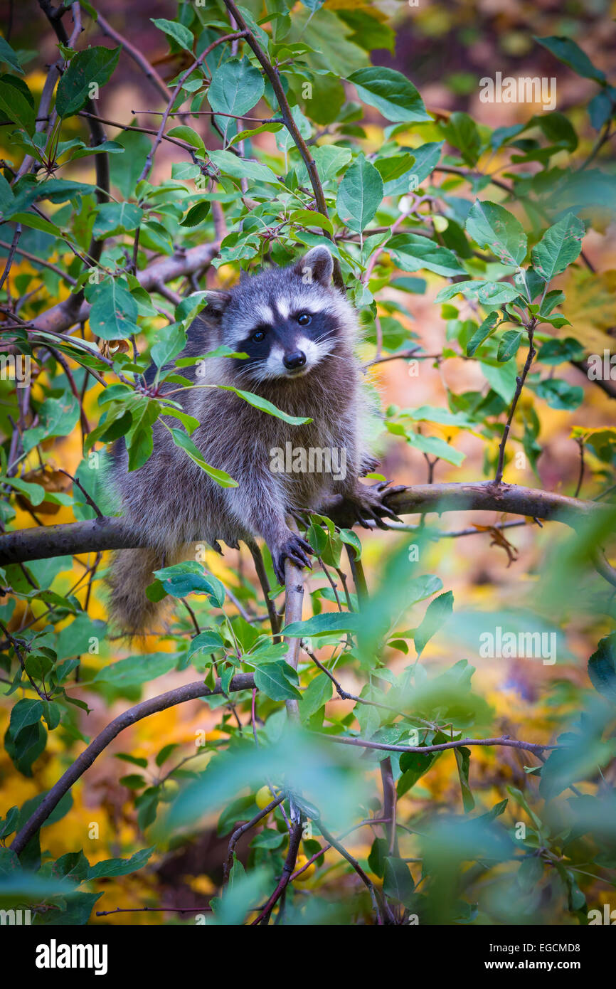 The raccoon is a medium-sized mammal native to North America. Stock Photo