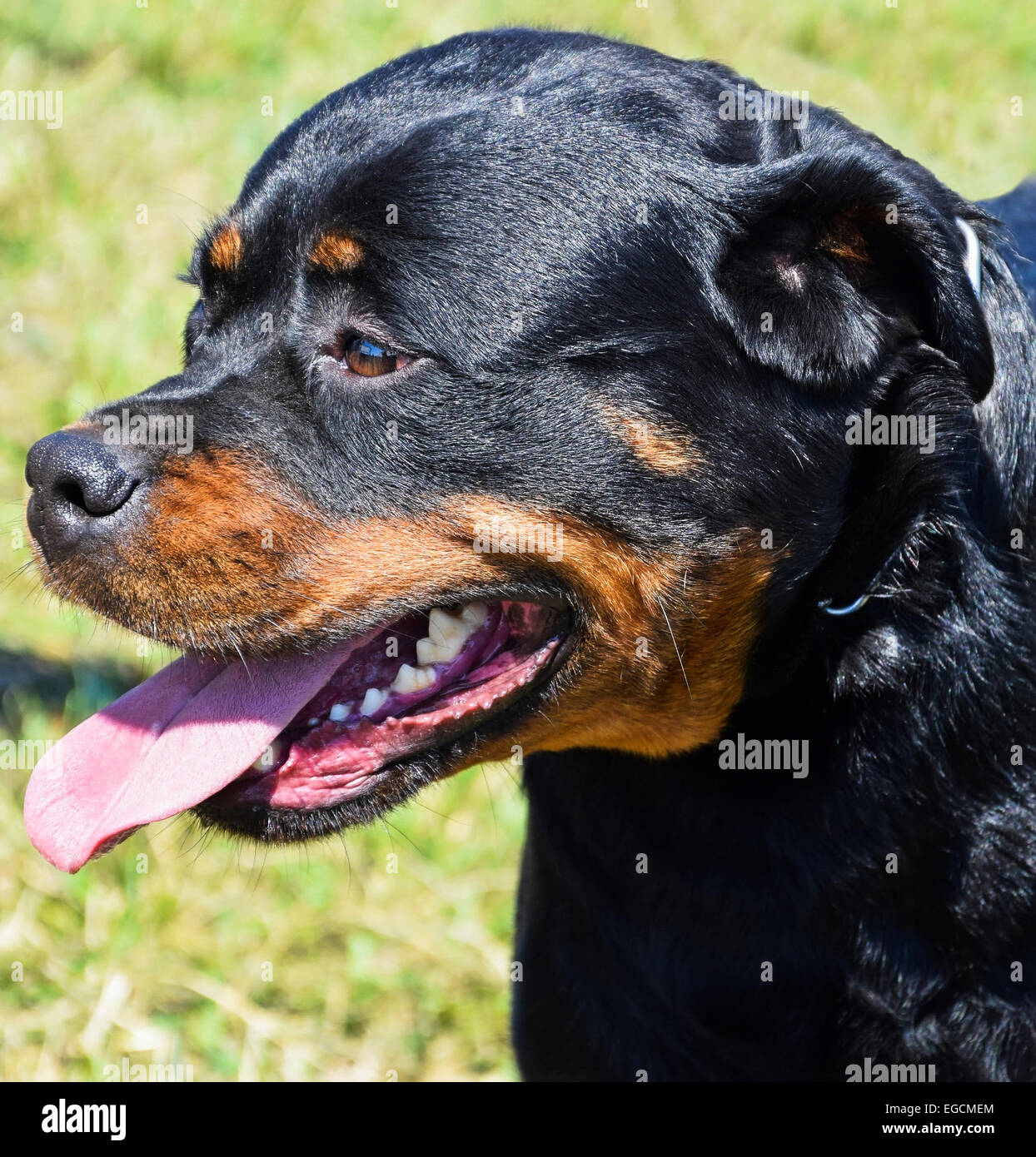 Rottweiler dog portrait Stock Photo