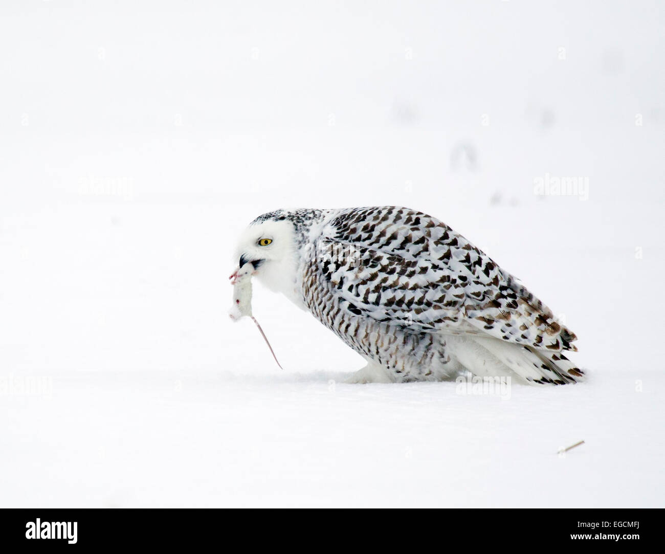 Snowy owl eating hires stock photography and images Alamy