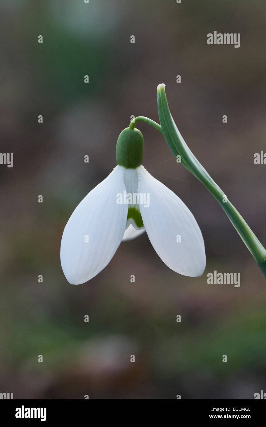 Galanthus Brenda Troyle. Close up of a single snowdrop in the garden. Stock Photo